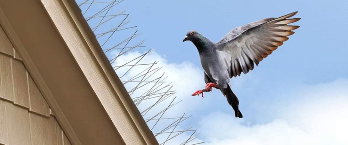 Bird Spikes In Hyderabad